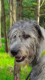 Close-up of dog on tree trunk