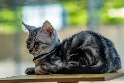 Close-up of a cat looking away