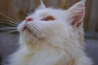 Close-up of white cat