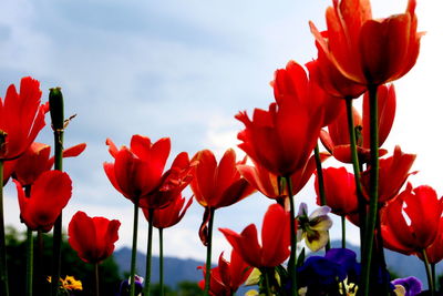 Close-up of red tulips blooming against sky