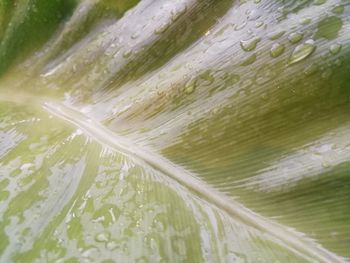 Full frame shot of fresh green plants in water