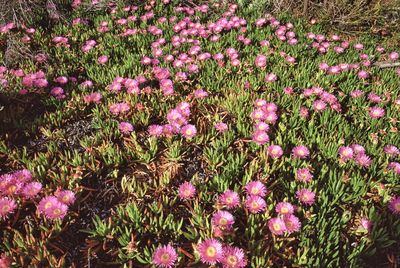 Close-up of pink flowering plants on field