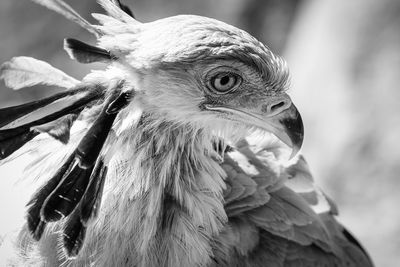 Close-up of a bird