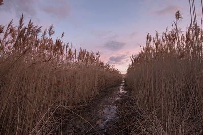 Close-up of trees against sky at sunset