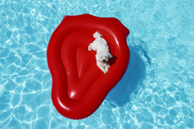 Little dog floating on a air mattress in a pool