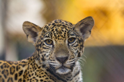 Close-up portrait of tiger