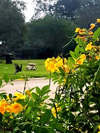 Close-up of bird perching on yellow flower