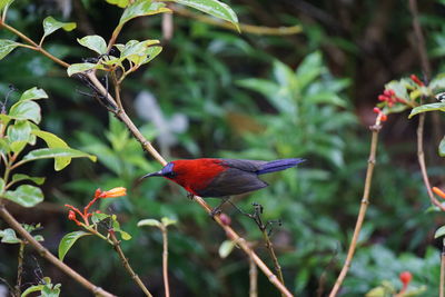 Close-up of a bird perching on branch