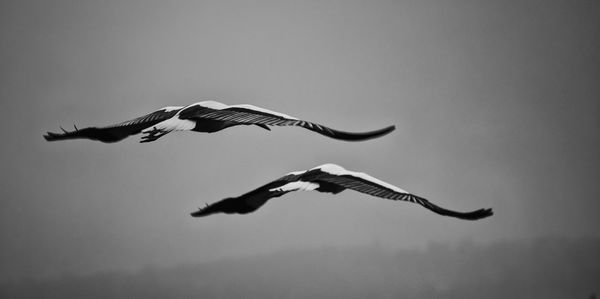 Low angle view of birds flying against clear sky