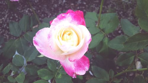 Close-up of pink flower blooming outdoors