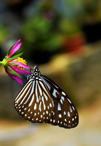 Close-up of butterfly pollinating on purple flower
