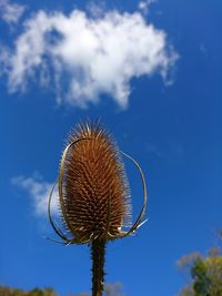 Low angle view of thistle against blue sky