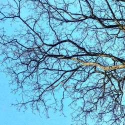 Full frame shot of bare tree against blue sky