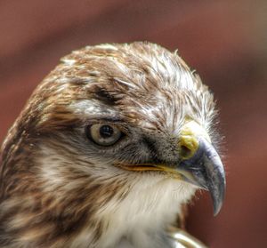 Close-up of owl