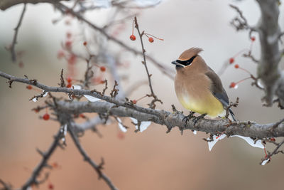 Low angle view of bird perching on branch