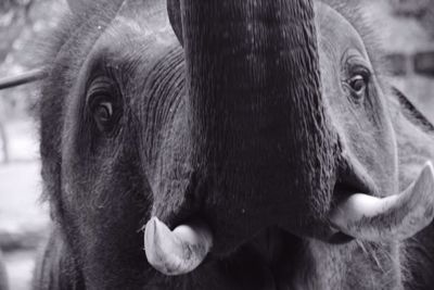 Close-up of elephant