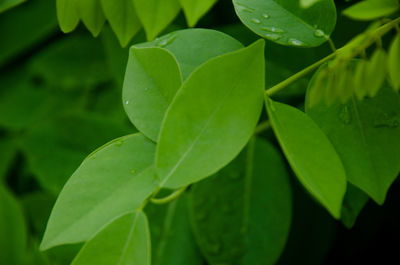 Close-up of fresh green leaves