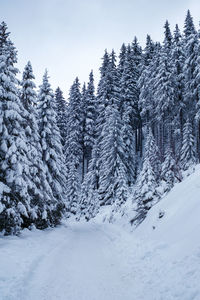 Snow covered trees against sky