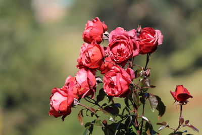 Close-up of flowers growing outdoors