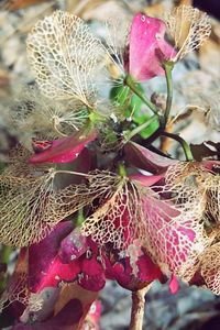 Close-up of flowers against blurred background