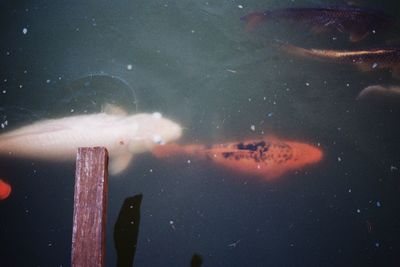 View of fish swimming in sea