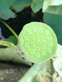 Close-up of prickly pear cactus