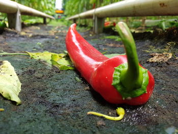 Close-up of red chili peppers on plant