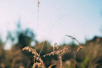 Close-up of plants growing on field against sky