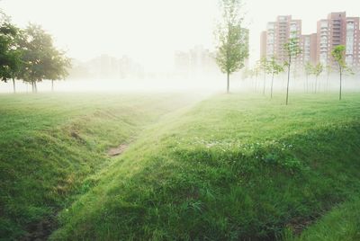 Trees on grassy field