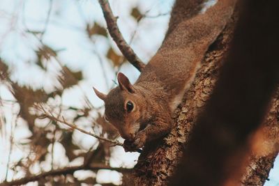 Close-up of squirrel on tree against sky