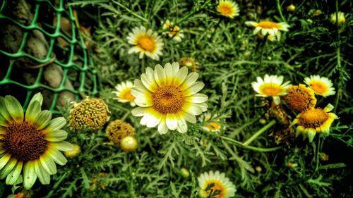 High angle view of yellow daisies blooming outdoors