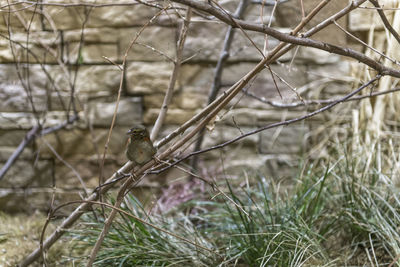 Close-up of bird perching on branch