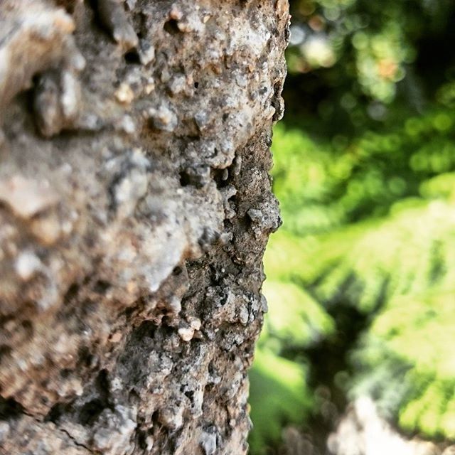 textured, tree trunk, rough, close-up, bark, focus on foreground, tree, nature, selective focus, growth, moss, natural pattern, outdoors, day, wood - material, no people, plant bark, weathered, brown, detail
