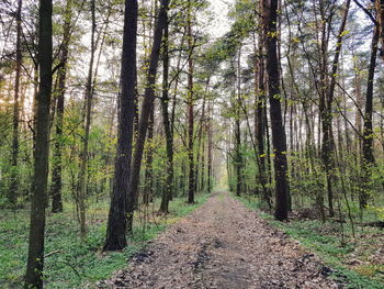 Road amidst trees in forest