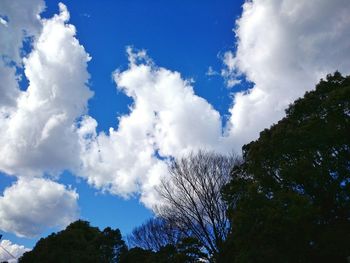 Low angle view of trees against blue sky