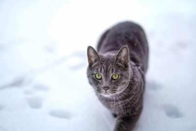 Portrait of cat in snow