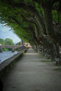 Road by river amidst trees