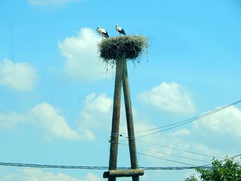 Low angle view of bird on nest against sky