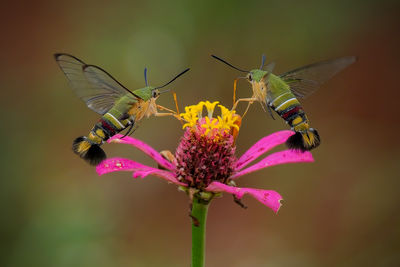 Close-up of butterfly pollinating on flower