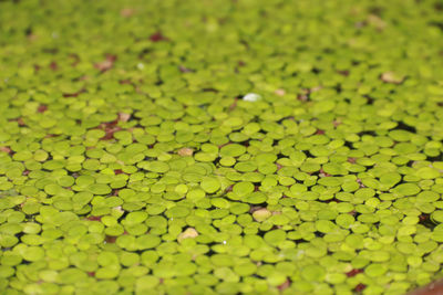 Full frame shot of green leaves