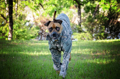 Dog in military uniform running on grass