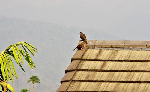 Low angle view of birds perching on roof against sky