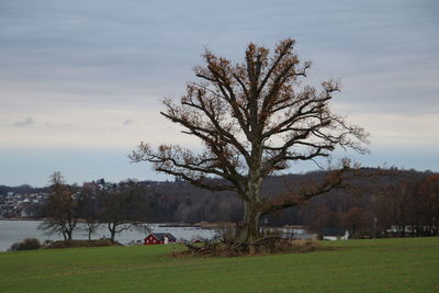 Bare tree on field against sky