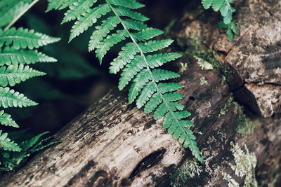 Close-up of lichen growing on tree trunk