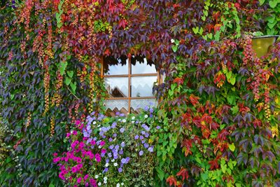 Flowers blooming by window