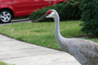 Close-up of swan