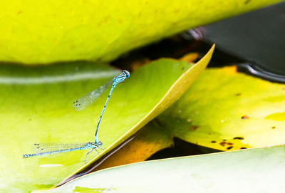 Close-up of insect on leaf