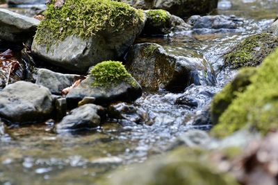 Close-up of turtle in water