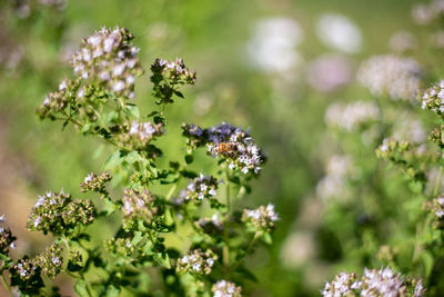 Close-up of butterfly pollinating on purple flowering plant