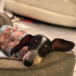 Close-up of dog lying down on sofa